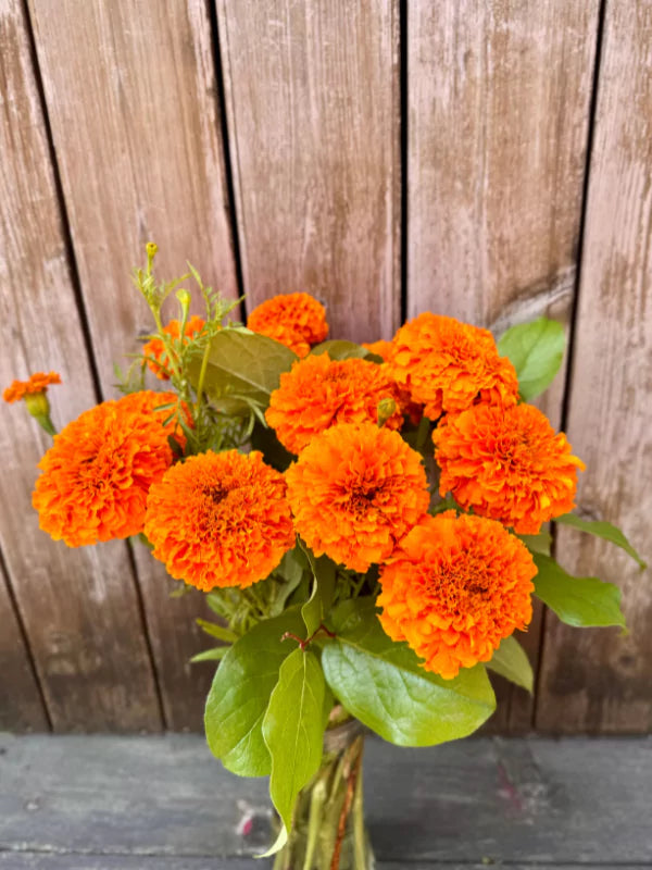 Bouquet de Tagètes du Québec - Fleuriste Binette &amp; Filles - Montréal