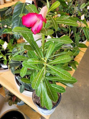 Adenium obesum  Plante pour jardiniere, Rose du désert, Planter
