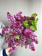 Bouquet de lilas local - Fleuriste Binette et filles - Montréal Montréal — photo 2