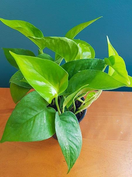 Epipremnum aureum - Pothos Jade - Fleuriste Binette et filles - Montréal