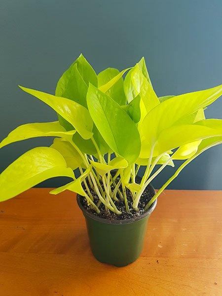 Calathea 'White Fusion' - Fleuriste Binette et filles - Montréal